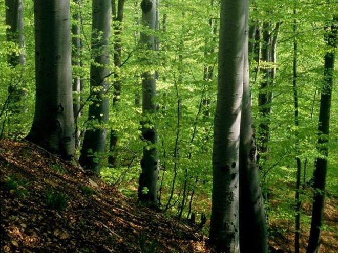 mat. prasowe Nadleśnictwa Śnieżka