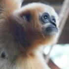   Gibony   

  

 W zoo niekt&oacute;re zwierzęta ryczą, inne trąbią, a gibony&hellip;...