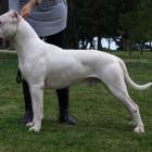 Dog argentyński