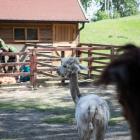 ZOO Lubin. Lubińskie zoo to minizoo, w którym możecie zobaczyć kozy, ptaki, gady, jest...