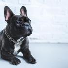   Buldog francuski.  To pies do towarzystwa. Jest łagodny, inteligentny i aktywny, ale...