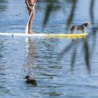 Deska SUP 
 
Deska SUP, czyli Stand up paddle to sport wodny polegający na poruszaniu...