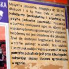 zdjęcie nr 17