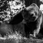 Niedźwiedzica Myszka / fot. ZOO Wrocław