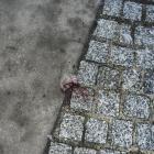 Zakrwawiona sarna biegała po Wrocławiu  Autor: Czytelnik