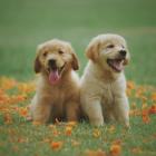 Golden retriever  To łagodne psy, idealne do rodzin z dziećmi, ale trzeba pamiętać o...