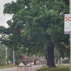   Autor: Straż Miejska Wrocławia