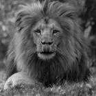   Autor: Materiały prasowe/wrocławskie zoo