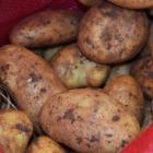 Młode ziemniaki można kupić w cenie 5,90 zł za kilogram. Te na zdjęciu pochodzą z...