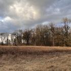 To ten las ma zostać jeszcze w tym roku wycięty  Autor: Jakub Jurek