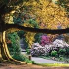 Arboretum w Wojsławicach. Położony niedaleko Niemczy Ogród Dendrologiczny z azaliami i...