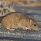 Plaga szczurów - w kwietniu Wrocław wprowadził oficjalną strefę zagrożoną szczurami i...