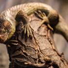   Autor: Materiały prasowe/wrocławskie zoo