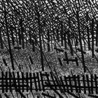 Sad śliwkowy (Pogórze)  Autor: Krzysztof Kułacz Karpiński