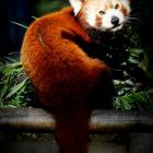   Autor: ZOO Wrocław