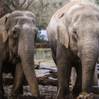 Słonice indyjskie Birma i Toto / fot. ZOO Wrocław