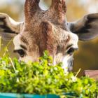 fot. Zoo Wrocław