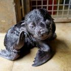 Zoo Wrocław: Słodki maluch coraz częściej pokazuje się publiczności  Autor: Zoo Wrocław