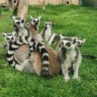 Zoo Łączna, Łączna 25, 58-350 Łączna
 
Zoo znajduje się niedaleko Wałbrzycha i...