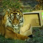   Autor: ZOO Wrocław