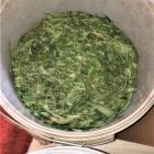 Marihuana w lesie pod Wrocławiem. Plantator udawał grzybiarza  Autor: Policja Dolnośląska