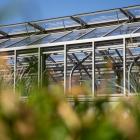 Ogród Botaniczny we Wrocławiu - szklarnie UWr po remoncie  Autor: UWr