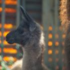   Autor: Materiały wrocławskiego zoo