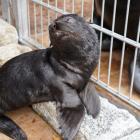 Kotik afrykański jest jednym z najmłodszych mieszkańców Zoo Wrocław  Autor: Zoo Wrocław
