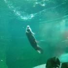   Autor: ZOO Wrocław