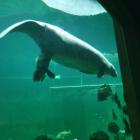   Autor: ZOO Wrocław
