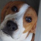 Fado to 1,5 roczny beagle, który trafił do schroniska jako znaleziony. Wydaje się być...