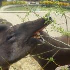   Autor: Wrocławskie zoo
