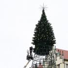 Montaż nowej choinki na wrocławskim Rynku  Autor: Łukasz Woźnica