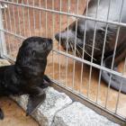 Zoo Wrocław: Słodki maluch coraz częściej pokazuje się publiczności  Autor: Zoo Wrocław
