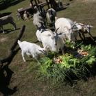 Bezpłatne ZOO na Dolnym Śląsku - tylko godzinę drogi od Wrocławia  Autor: Zoo Lubin