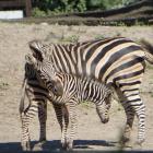   Autor: Materiały prasowe/wrocławskie zoo