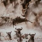 Wielka Migracja w Serengeti - wycieczki do Tanzanii z Carter