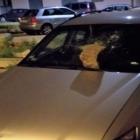 36-latek rzucał cegłami w samochody.  Autor: Policja wrocławska