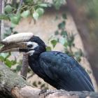   Autor: Materiały wrocławskiego zoo