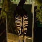 Okapi  Autor: ZOO Wrocław