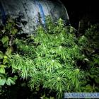Wrocław: Diler wpadł na Wyszyńskiego. Marihuana rosła między malinami  Autor: Policja...