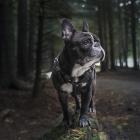Buldog francuski żyje najkrócej z badanych ras - średnio zaledwie 4 i pół roku...