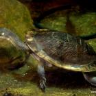   Autor: ZOO Wrocław