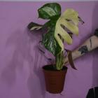 Monstera thai constellation. To roślina kolekcjonerska, można ją kupić na targach w...