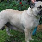 Pies z Majorki (Perro de Presa Mallorquin) 