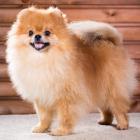   Szpic miniaturowy pomeranian.&nbsp; To małe, urocze psy, kt&oacute;re stały się...