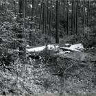 Fotka nr 5 z 9