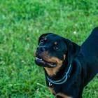 Rottweiler   Zaskoczeni? Tak, tak, ta rasa znajduje się w rankingu najmodniejszych. To...
