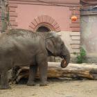   Autor: ZOO Wrocław