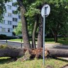 Wrocław: Drzewo runęło na ulicę. Urzędnicy się kłócą, kto jest odpowiedzialny  Autor:...